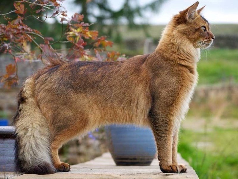 Порода кошка похожая на лису порода thumbnail