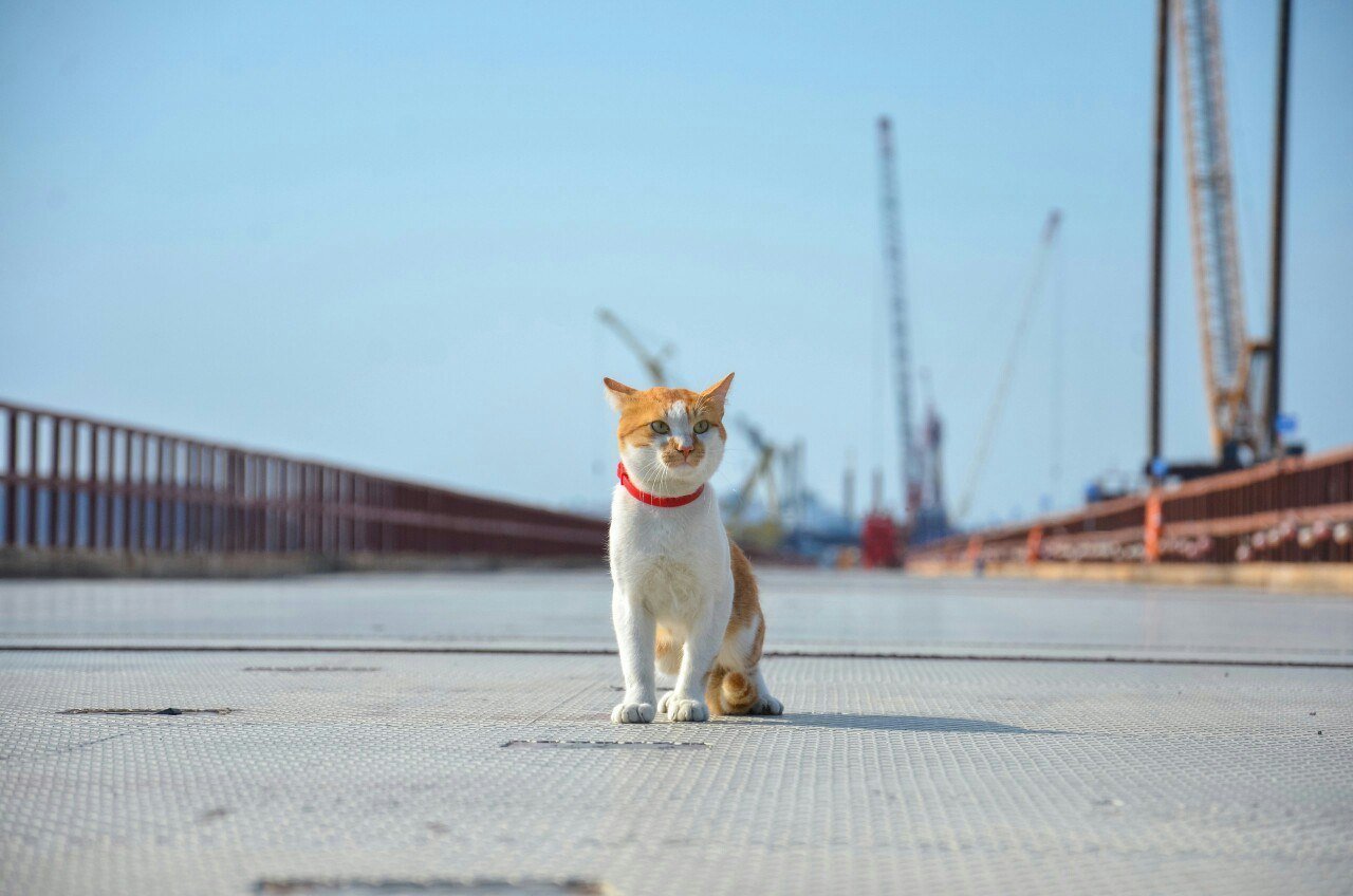 кот на мосту