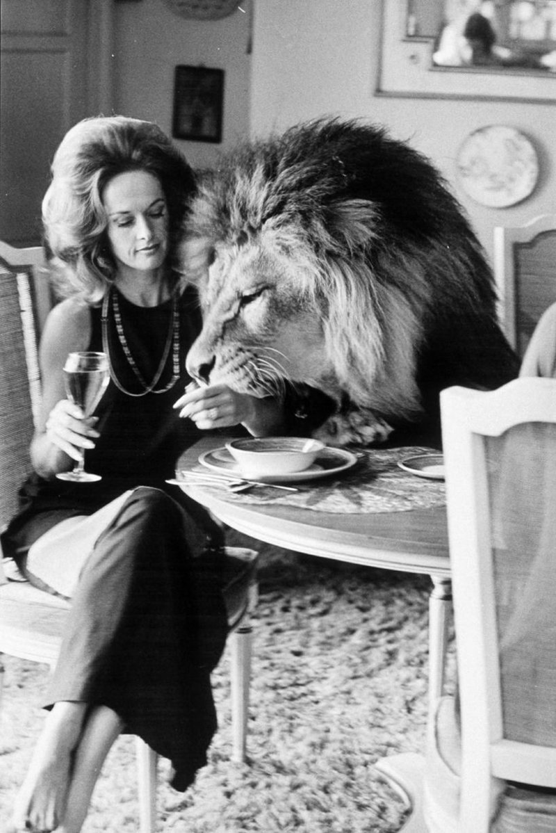 2. Актриса Типпи Хедрен во время фотосессии со своим львом в 1970 году