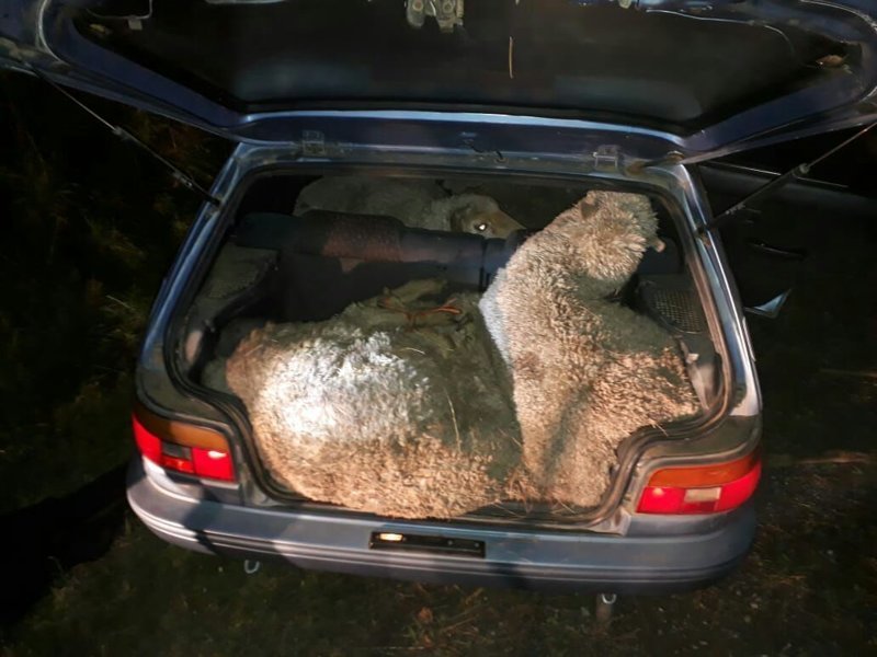 Груженый овцами хэтчбек вызвал подозрение у полицейских