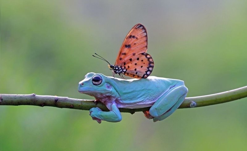 "Думаю, это история бабочки, которая хочет подружиться с лягушками", - полагает 39-летний индонезийский фотограф
