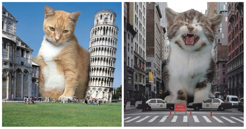 Включи большая тема. Франсдита Муафидин коты. Огромный кот в городе. Гигантский кот в городе. Кот гигант в городе.