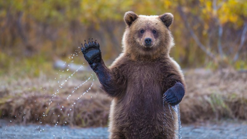 Омичей попросили не кормить медведей и не бегать рядом с ними