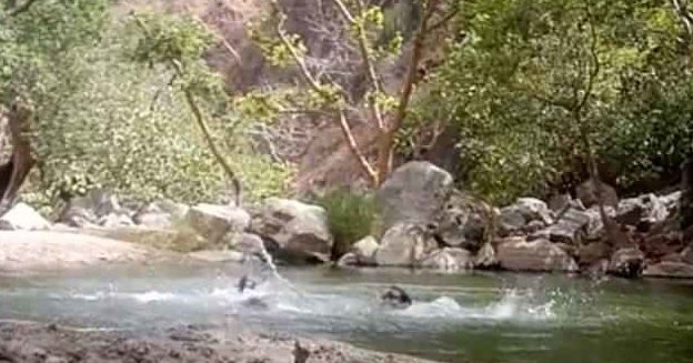 Трое друзей в Индии случайно сняли собственную смерть в пруду: видео