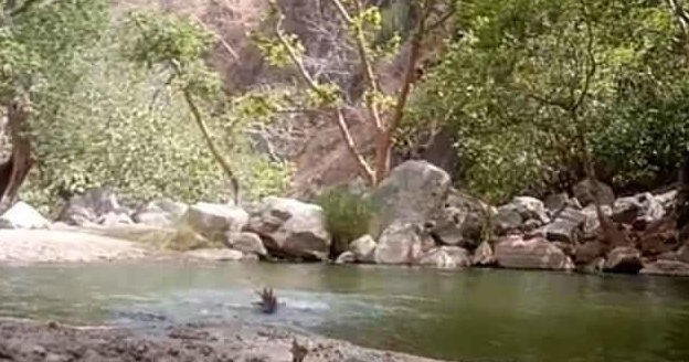 Трое друзей в Индии случайно сняли собственную смерть в пруду: видео