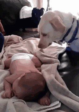 5. Собака заботится о младенце