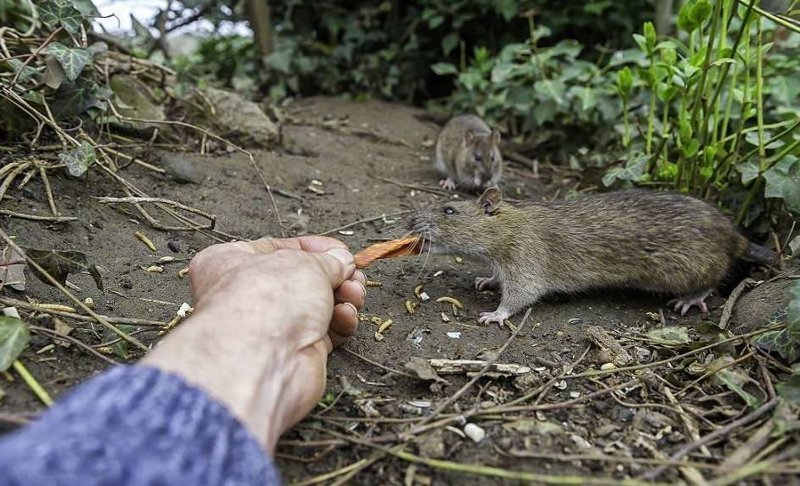 Фотограф приучил диких животных есть у него с рук