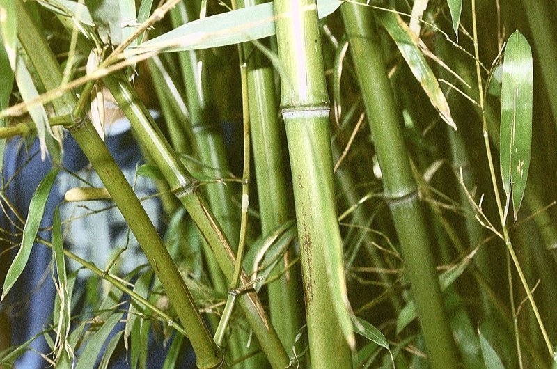 Легковозобновляемые породы - Бамбук