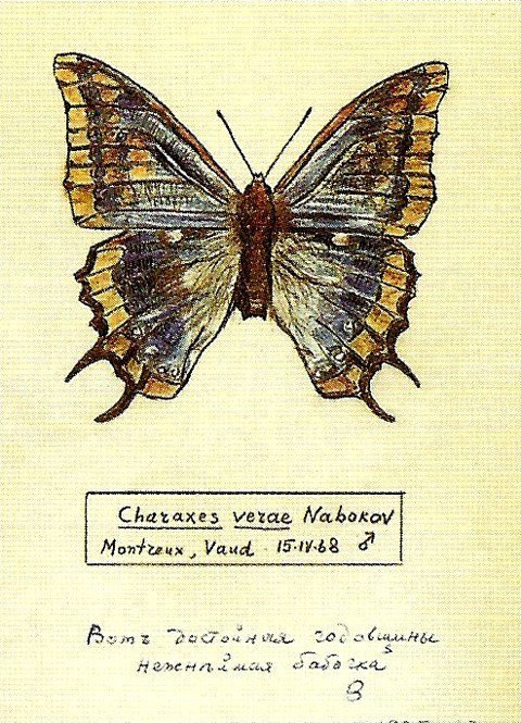 Тайные послания в книгах Набокова: что значили бабочки для жены великого писателя?