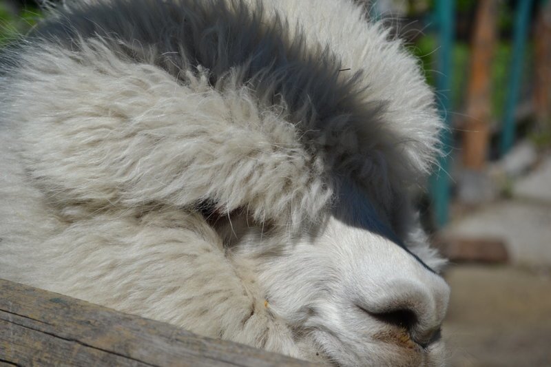 Лемуры на Фишках: приятный сюрприз из Пензенского зоопарка