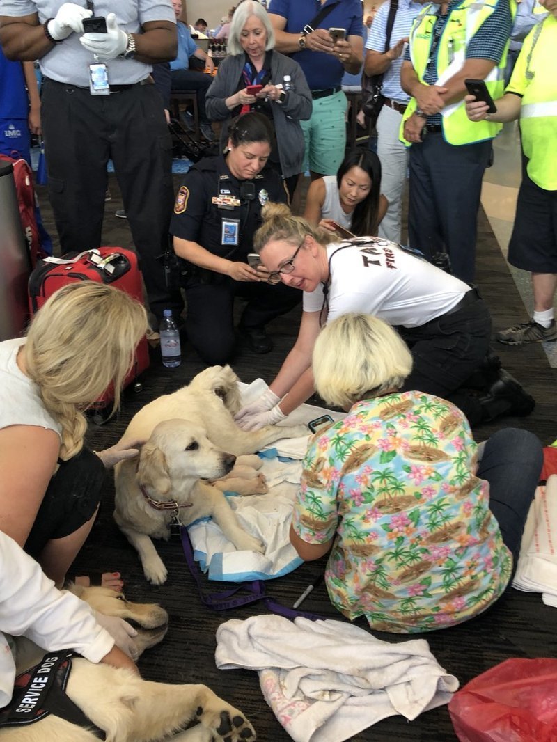 К счастью, медики аэропорта помогли 8 щенкам появиться на свет