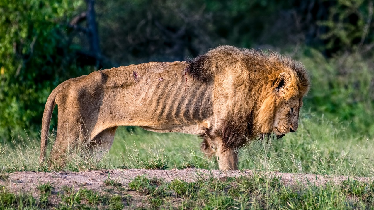 Львы Прайд. Лев изгнанный из прайда. Африканский Лев. Лев фото. Лев голод