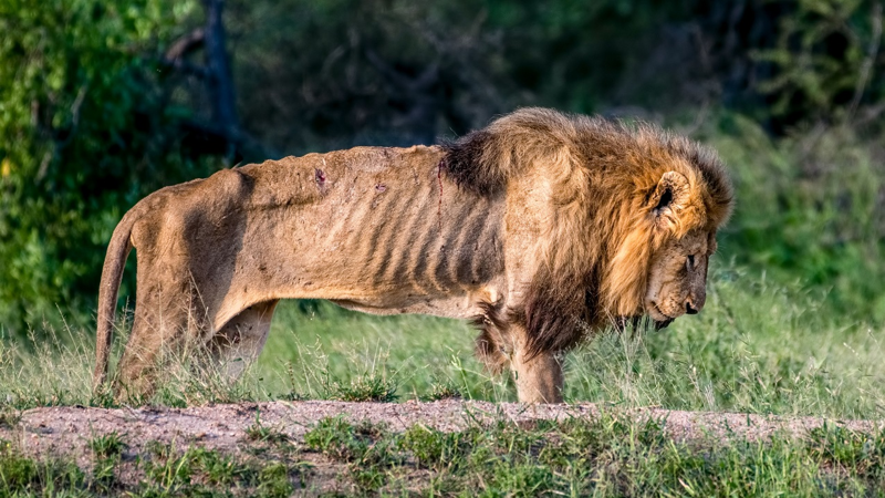 Лев по кличке Скайбед Скар когда-то был альфа-самцом прайда в Национальном парке Крюгера, ЮАР