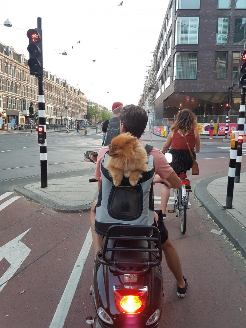 В Нидерландах появилось такси для животных
