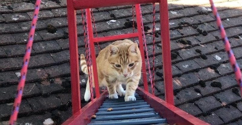 Чтобы кот не упал, прыгая из окна, хозяин построил ему мост
