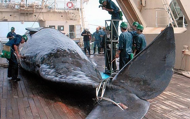 Япония настаивает на том, что исследования рациона китов требуют изучения содержимого их желудков, что невозможно без умерщвления животных 
