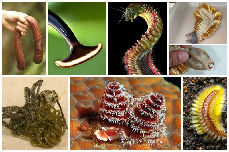 Конечно - это лишь малая часть удивительных червей. Будем рассказывать и далее об этих чудесных созданиях