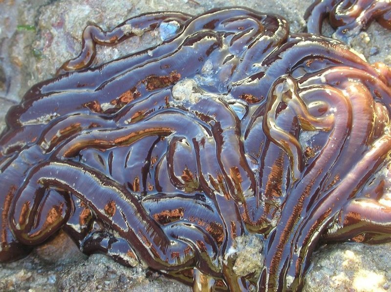 Впрочем это еще не самый длинный червь - ленточный червь бутлейс (шнурок) (Lineus longissimus) обнаруженный в Шотландии имел длину 55 метров