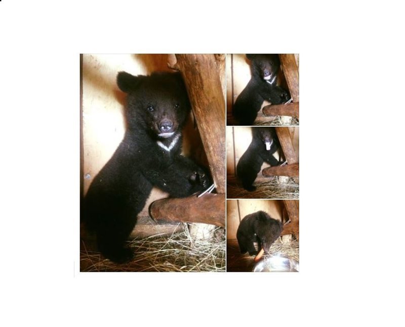 Жители Приморья "отвоевали" раненого медвежонка-сироту у дачников-живодёров