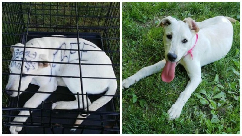 Брошенного щенка нашли в запертой клетке в парке, но это еще не вся история