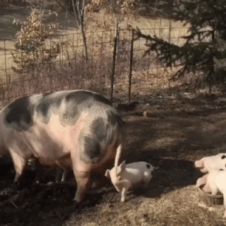 Мамин хвост-лучшая игрушка