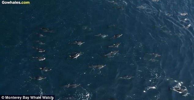 Захватывающая аэросъемка показывает сотни дельфинов, плывущих в компании с горбатым китом у побережья Калифорнии