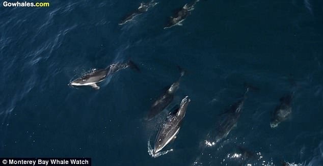 По мнению морских биологов, дельфинам эта практика весьма по душе, а китов особенно не беспокоит