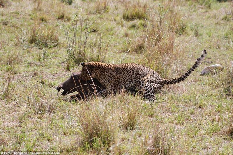 Леопард против бородавочника - прыжок смерти