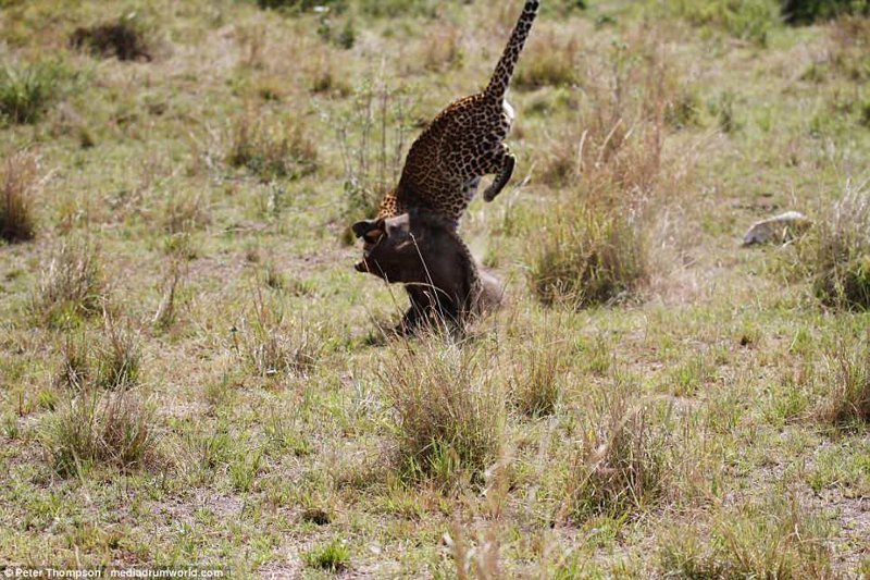 Леопард против бородавочника - прыжок смерти