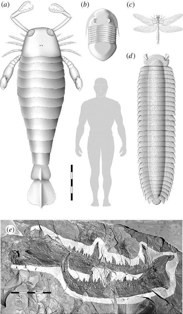 а) ракоскорпион b) трилобит c) меганерва d) Артроплевра -гигантская многоножка