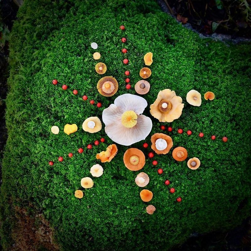Шедевры природы: Финка создаёт картины из диких грибов