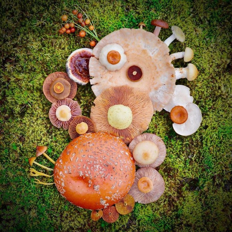 Шедевры природы: Финка создаёт картины из диких грибов
