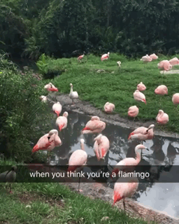Когда возомнил себя фламинго