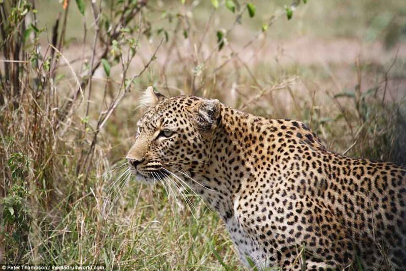 Беременная самка леопарда внимательно наблюдает за жертвой