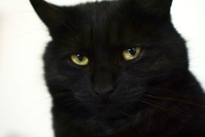 10 замурчательных фактов о черных кошках  животные, коты, факты