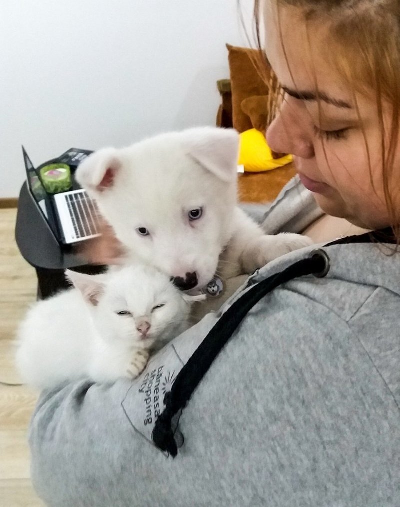 Семья подыскала друга-котёнка для своего щенка
