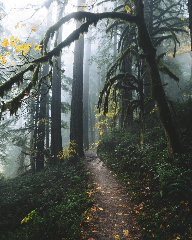 А давно ли вы гуляли в лесу?