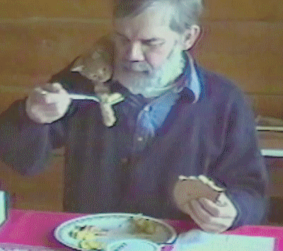 Гифки с кошками