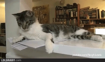 Гифки с кошками