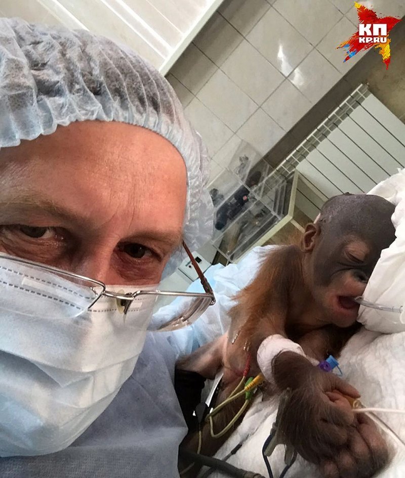 Новорождённому орангутану из Новосибирска спас жизнь человеческий нейрохирург