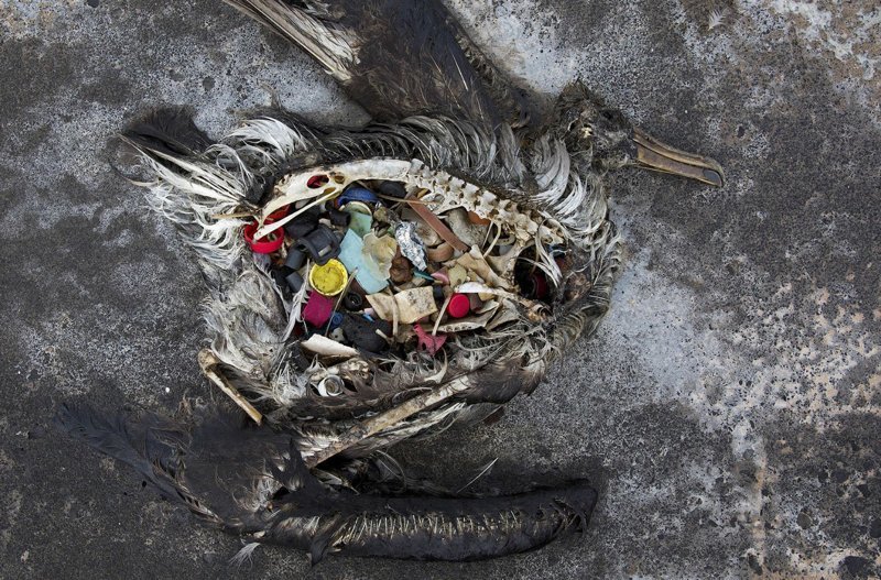 Наш пластиковый мир в фотографиях