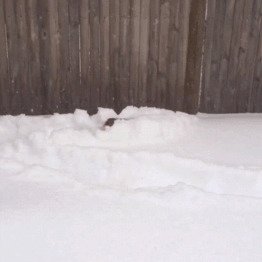 Снегоуборочный корги
