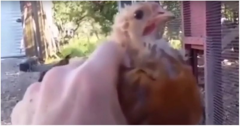 Невозмутимый цыпленок со встроенным гироскопом