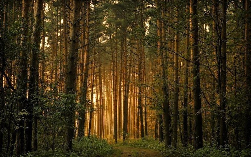 21. Гилофобия — боязнь леса, заблудиться в лесу.