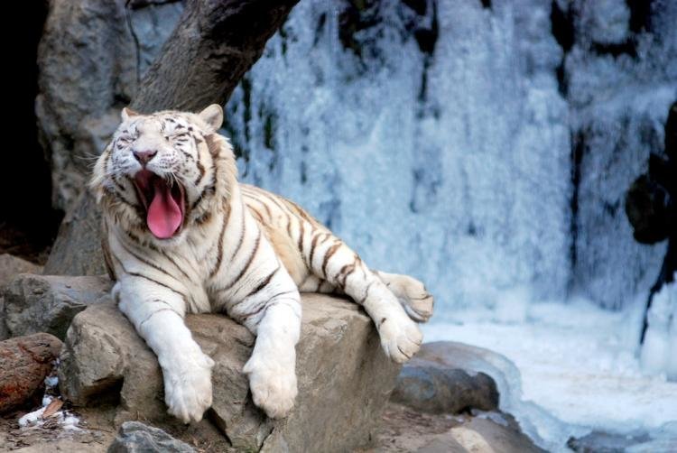 Синдром дауна у белых тигров