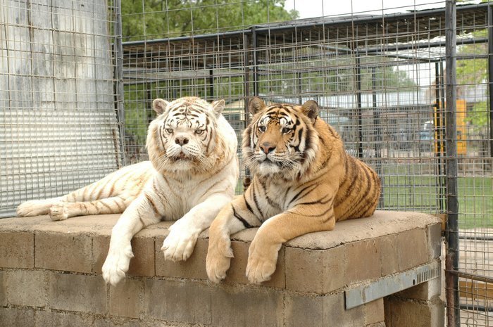 Тигры с синдромом дауна фото thumbnail