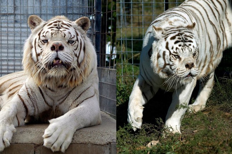 Синдром дауна у белых тигров thumbnail