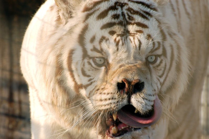 Кенни — самый что ни на есть белый тигр, только «не товарного» вида, потому что в его случае мутации пошли не совсем так, как хотелось бы  