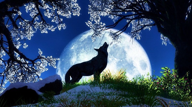 17. Почему волки воют на луну?
