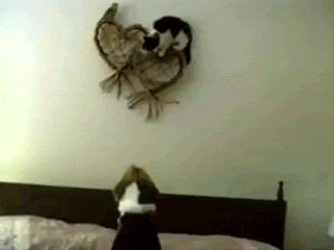 Гифки с кошками Гифки с кошками